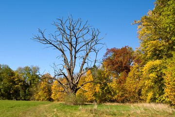 A dead massive tree in the landscape in a meadow by the forest