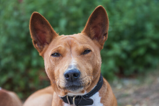 Basenji - Congo Dog medium-sized brown and white dog from central Africa in the garden.