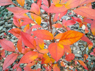 Fototapeta na wymiar Red leaves of a blueberry bush on autumn day.
