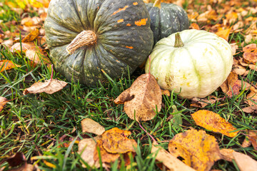 Autumnal Background. Autumn fall pumpkins on dried fall leaves garden background outdoor. October september wallpaper Change of seasons ripe organic food concept Halloween party Thanksgiving day