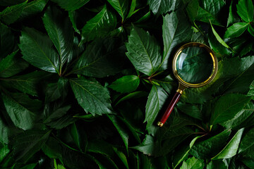 Magnifying glass background lush green foliage.