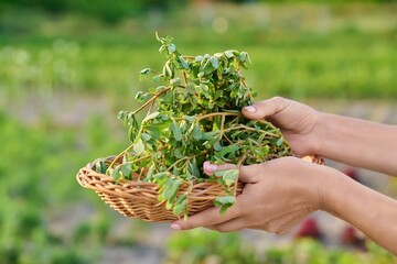 Plant purslane Portulaca oleracea in a wicker plate in the garden