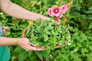 Fototapeta na wymiar Harvesting mint leaves, woman's hands with pruner and wicker plate in garden