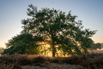 Traumhafter Sonnenaufgang bei Nebel in der Heide