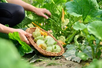 Woman harvesting pattypan vegetables in the garden