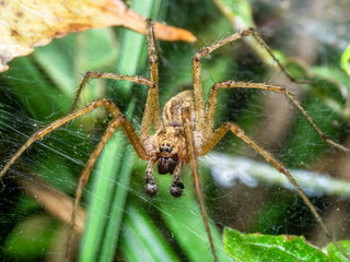 spider 29