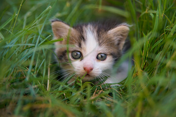 small kitten in grass