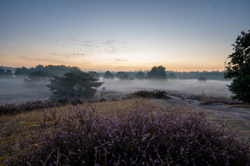 Traumhafter Sonnenaufgang bei Nebel in der Heide