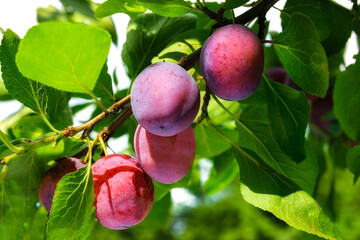 Ripe plums hanging on a branch in the garden on a sunny day in close-up