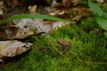 little frog sitting in the moss