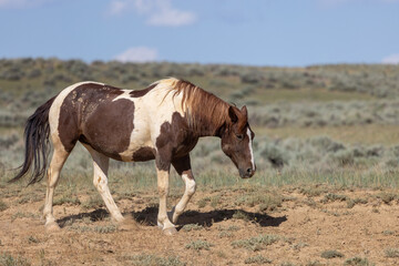 Beautiful Wild Horse in Summer in the Wyoming Desert