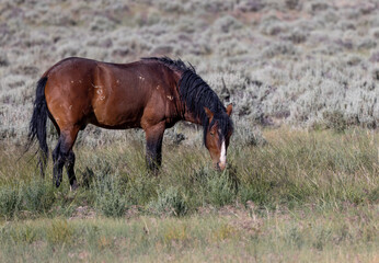 Beautiful Wild Horse in Summer in the Wyoming Desert