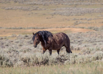 Beautiful Wild Horse in Summer in the Wyoming Desert