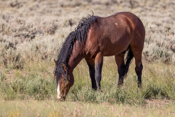 Fototapeta premium Beautiful Wild Horse in Summer in the Wyoming Desert