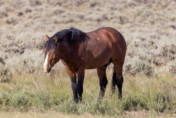 Beautiful Wild Horse in Summer in the Wyoming Desert