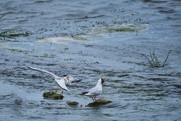 Two seagulls river sitting rocks.