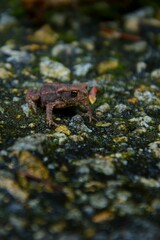 Naklejka premium a little frog sitting on the asphalt road