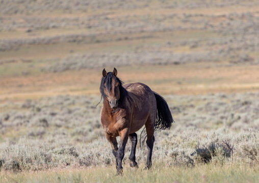 Beautiful Wild Horse in Summer in the Wyoming Desert