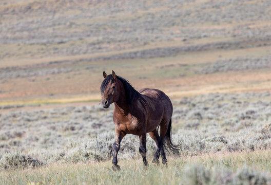 Beautiful Wild Horse in Summer in the Wyoming Desert