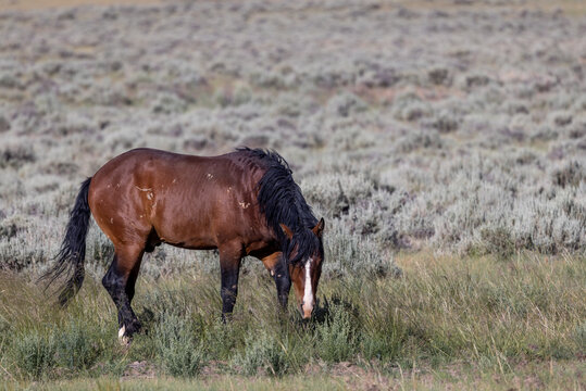 Beautiful Wild Horse in Summer in the Wyoming Desert