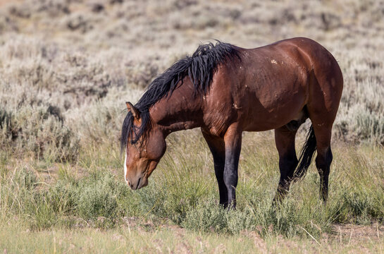 Beautiful Wild Horse in Summer in the Wyoming Desert