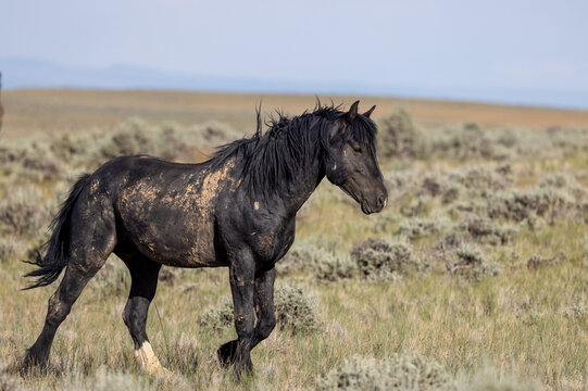 Beautiful Wild Horse in Summer in the Wyoming Desert