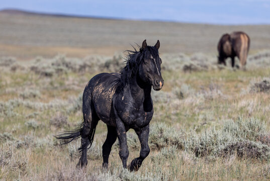 Beautiful Wild Horse in Summer in the Wyoming Desert