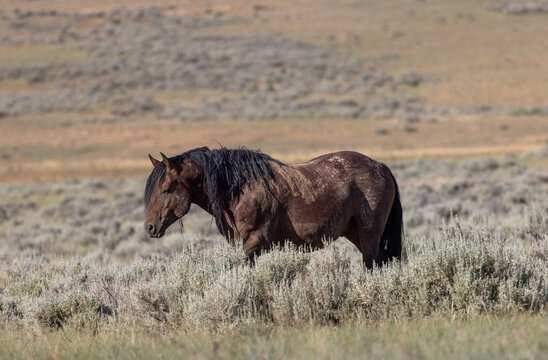 Beautiful Wild Horse in Summer in the Wyoming Desert