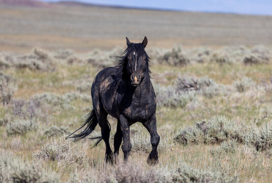 Beautiful Wild Horse in Summer in the Wyoming Desert