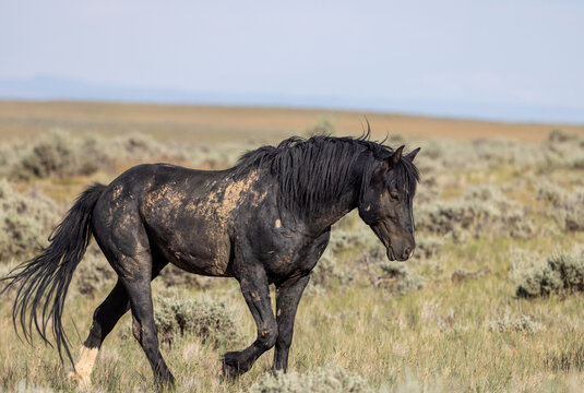 Beautiful Wild Horse in Summer in the Wyoming Desert