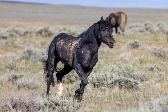 Beautiful Wild Horse in Summer in the Wyoming Desert