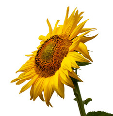 Closeup sunflower flower on transparent background