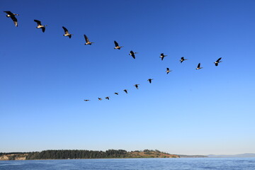 Wildgänse am Himmel