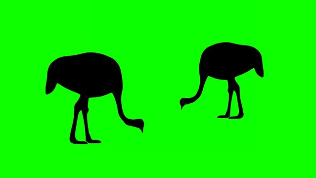 Two eating ostriches, animation on the green background