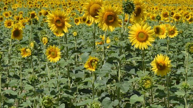 Natural background with sunflowers in the field