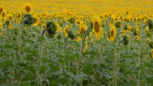 Natural background with sunflowers in the field