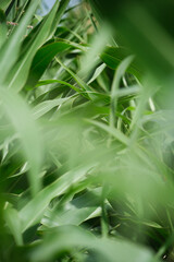 Obraz premium Abstract blurred background of green corn foliage.