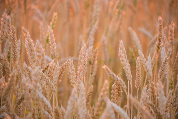 Fototapeta premium Ears ripe wheat in light colorful sunset.