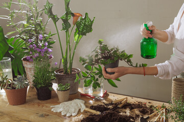 Woman hand spray on leave plants in the morning at home using a spray bottle watering houseplants...