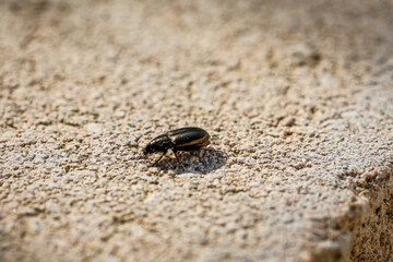 Ein kleiner Käfer läuft über eine Steinwand.
