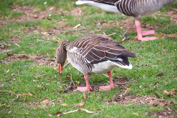 Portrait einer Graugans an einem Teich.