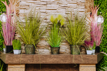Green, pink ornamental plant miscanthus stands in a bucket, vase against the background of a wall in the interior. Photography, decor, design.