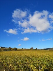Obraz premium Des vignes en automne. Un vignoble automnal. La Côte-d'Or. Des rangs de vigne dorés pendant l'automne.