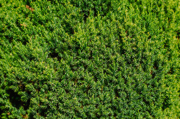 Background, texture of a green, evergreen forest plant of yew needles, coniferous tree close-up in...