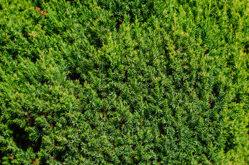 Background, texture of a green, evergreen forest plant of yew needles, coniferous tree close-up in the garden. Photography of nature.