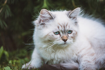 Katze / G&ouml;ttliche Birma