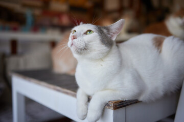 cat lying down on wooden table looking at camera.