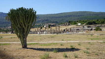 landscape with trees