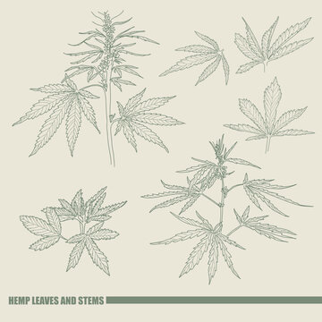 Hand drawn sketch of cannabis, marijuana hemp plant contour in vintage style