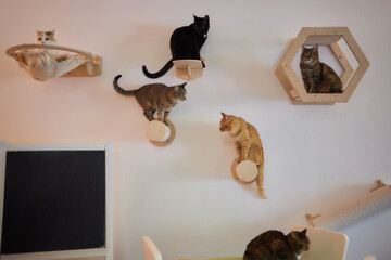 Cat scratching post wall mounted in modern room for pet on white wall, stylish decoration for cat owner with copy space.